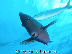 happy face in the reef!!!hollywood bowl dive site in baha... by Victor J. Lasanta 